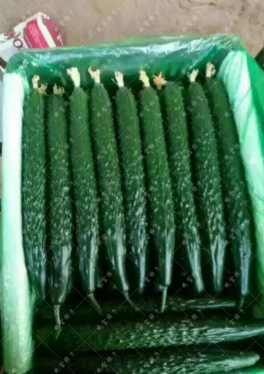 1585990115327216.jpg 04.jpg