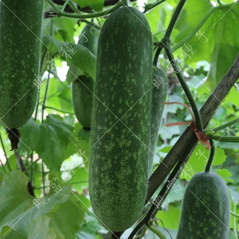 1585992713786504.jpg 08.jpg